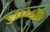 Acherontia atropos: Larva at Nicotiana glauca (La Gomera, December 2011) [N]