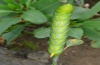 Acherontia atropos: Larva (La Palma, El Remo, December 2012) [M]