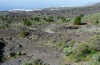 Acherontia atropos: Habitat on the western coast of La Palma (December 2012). I observed several larvae on Nicotiana glauca. [N]