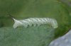 Acherontia atropos: L2-larva (e.o. La Gomera) [S]