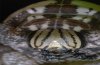 Acherontia atropos: Head (brown form) [M]