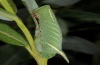 Smerinthus caecus: Larva [S]