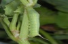 Hippotion celerio: Half-grown larva (La Gomera, February 2013) [M]