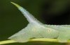 Herse convolvuli: Larva in penultimate instar (L4, Memmingen 2011) [S]