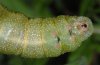 Hemaris croatica: Raupe im letzten Stadium, Brust ventral:  charakteristische schwarze Flecke [S]