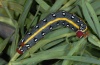 Hyles dahlii: Larva (Sardinia, May 2012) [S]