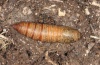 Hyles dahlii: Pupa dorsal (e.l. Sardinia 2012) [S]