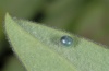 Hyles dahlii: Mature ovum (Sardinia, central mountains, May 2012) [N]