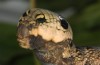 Deilephila elpenor: Larva (Memmingen, S-Germany, August 2013) [M]