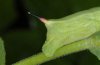 Deilephila elpenor: Larva in penultimate instar (horn) [N]