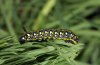 Hyles euphorbiae: L3-larva (eastern Swabian Alb, Southern Germany 2011) [S]