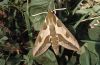 Hyles euphorbiae: Adult (eastern Swabian Alb, Southern Germany) [S]