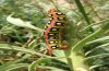 Hyles euphorbiae: Larva , Northern Greece [N]