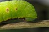 Hemaris fuciformis: Larva (eastern Swabian Alb, Southern Germany 2011) [S]