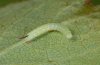 Hemaris fuciformis: L1 (eastern Swabian Alb, Southern Germany, in moult rest into L2) [M]