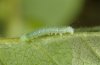 Hemaris fuciformis: L1-larva (eastern Swabian Alb, Southern Germany, early June 2011) [N]