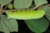 Hemaris fuciformis: Larva (Aisa, Westpyrenäen, July 2010) [N]