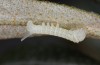 Hyles hippophaes: L1 larva (France, Durance valley, egg in mid-June 2023) [S]
