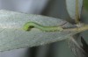 Smerinthus kindermannii: L1 larva (breeding photo 2015) [S]