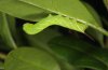 Sphinx ligustri: L2-larva (Memmingen, Southern Germany) [S]