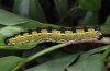 Hyles livornica: Larva on Rumex lunaria (La Palma, December 2012) [N]