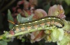 Hyles livornica: Larva (La Gomera, February 2013) [N]