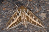 Hyles livornica: Adult (Fuerteventura, February 2011) [M]