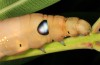 Daphnis nerii: Larva (Rhodes, Stegna, September 2013) [N]