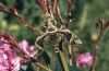 Daphnis nerii: Falter