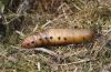 Daphnis nerii: Puppe