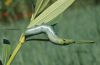 Daphnis nerii: Raupe, gr�n