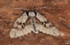 Sphinx pinastri: Adult (e.l. Hautes-Alpes, Durance, larva in early July 2012) [S]