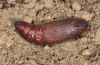 Sphinx pinastri: Pupa (e.l. Memmingen 2012) [S]