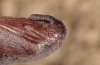 Sphinx pinastri: Pupa, proboscis sheeth (e.l. Memmingen 2012) [S]