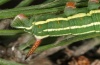 Sphinx pinastri: Raupe im vorletzten Stadium (Sandweier, nördlicher Oberrhein, September 2011) [M]