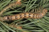 Sphinx pinastri: Larva (e.l. Hautes-Alpes, Durance, larva in early July 2012) [S]