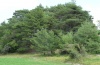 Sphinx pinastri: Typical habitat in a pine forest at the French Durance (July 2012) [N]