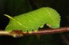 Laothoe populi: Larva [S]
