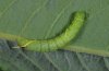 Laothoe populi: Half-grown larva [M]