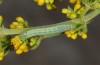 Deilephila porcellus: Young larva (Vitsi, late June 2013) [M]