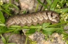 Deilephila porcellus: Larva (Schwäbisch Gmünd, September 2012) [M]