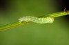 Deilephila porcellus: L1 larva (e.o. Illerbeuren near Memmingen 2014) [S]