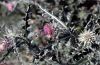 Macroglossum stellatarum: Falter im Flug saugend