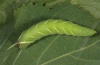 Mimas tiliae: L4-larva (Memmingen, June 2012) [S]