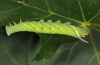 Mimas tiliae: Raupe im letzten Stadium (Memmingen, Juli 2012) [S]