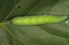 Mimas tiliae: Larva in last instar (Memmingen, July 2012) [S]