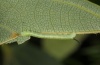 Mimas tiliae: L1-larva (Memmingen, June 2012) [S]