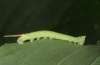 Mimas tiliae: L3-larva (Memmingen, June 2012) [S]