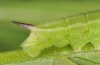 Hemaris tityus: Larva in penultimate instar