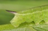 Hemaris tityus: Raupe im vorletzten Stadium